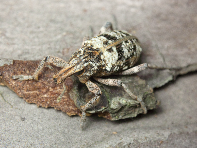 Coniocleonus hollbergii (Fåhraeus, 1842)